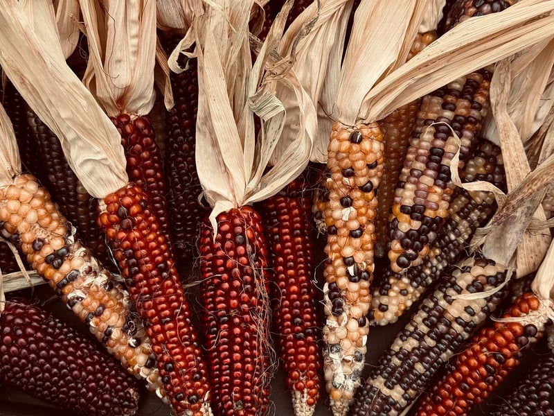 Spellbound Harvest