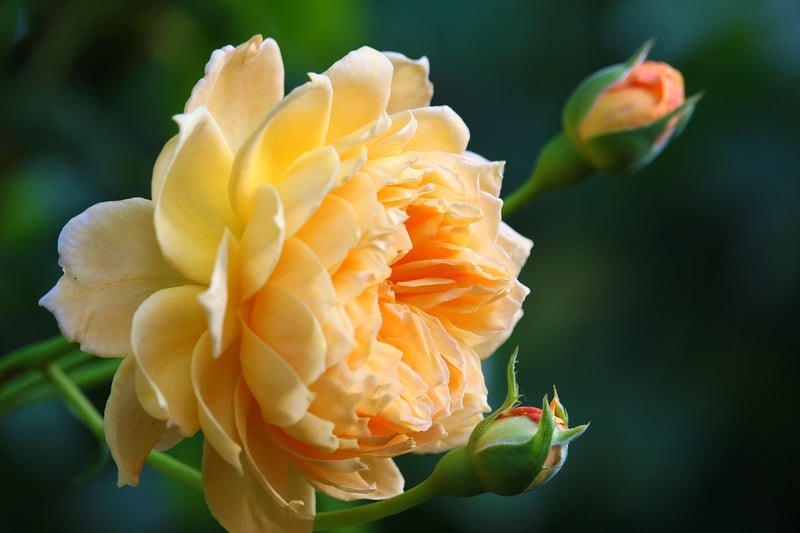 Secret Garden
